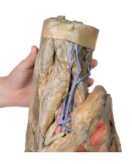 Dissezione di emipelvi e coscia femminile Erler Zimmer 3D anatomy Series 