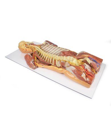 Dissezione profonda ventrale del corpo umano  (Vista posteriore) - Erler Zimmer 3D anatomy Series