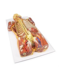 Dissezione profonda ventrale del corpo umano  (Vista posteriore) - Erler Zimmer 3D anatomy Series