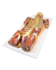 Dissezione profonda ventrale del corpo umano  (Vista posteriore) - Erler Zimmer 3D anatomy Series