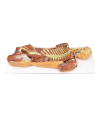 Dissezione profonda ventrale del corpo umano  (Vista posteriore) - Erler Zimmer 3D anatomy Series