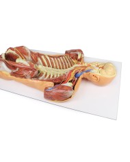 Dissezione profonda ventrale del corpo umano  (Vista posteriore) - Erler Zimmer 3D anatomy Series
