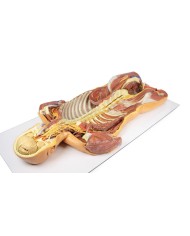 Dissezione profonda ventrale del corpo umano  (Vista posteriore) - Erler Zimmer 3D anatomy Series