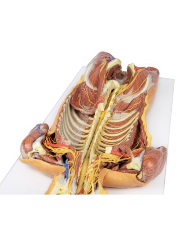 Dissezione profonda ventrale del corpo umano  (Vista posteriore) - Erler Zimmer 3D anatomy Series