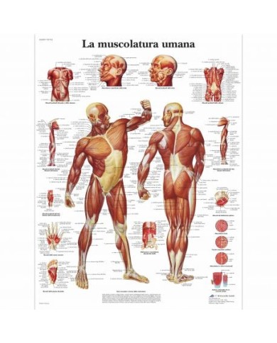 3B Scientific, tavola anatomica, La muscolatura umana (cod, VR4118UU) 3B Scientific, tavola anatomica, La muscolatura umana (cod, VR4118UU)