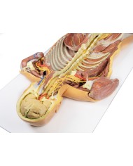 Dissezione profonda ventrale del corpo umano  (Vista posteriore) - Erler Zimmer 3D anatomy Series