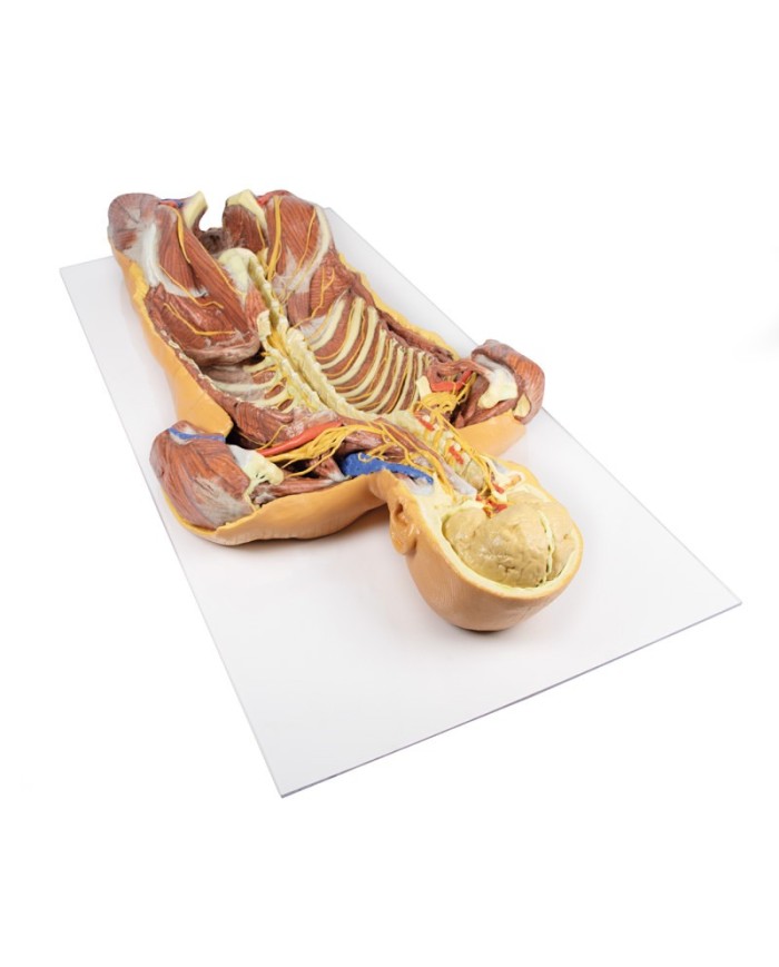 Dissezione profonda ventrale del corpo umano  (Vista posteriore) - Erler Zimmer 3D anatomy Series