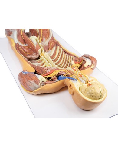 Dissezione profonda ventrale del corpo umano  (Vista posteriore) - Erler Zimmer 3D anatomy Series