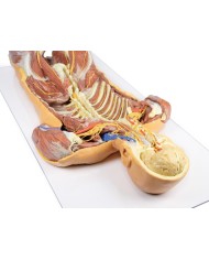 Dissezione profonda ventrale del corpo umano  (Vista posteriore) - Erler Zimmer 3D anatomy Series