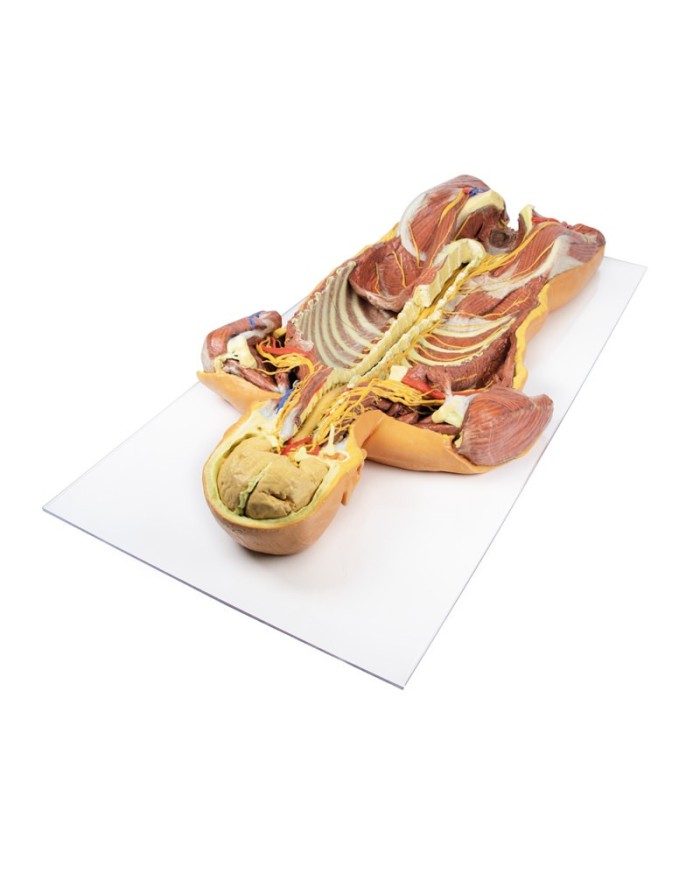 Dissezione profonda ventrale del corpo umano  (Vista posteriore) - Erler Zimmer 3D anatomy Series