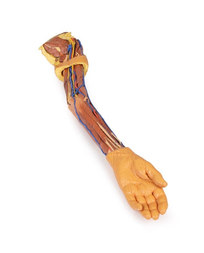 Dissezione dell arto superiore Erler Zimmer 3D anatomy Series