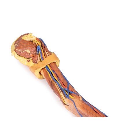 Dissezione dell arto superiore Erler Zimmer 3D anatomy Series