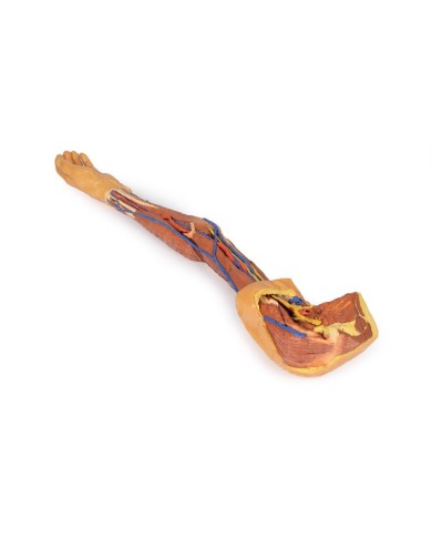 Dissezione dell arto superiore Erler Zimmer 3D anatomy Series