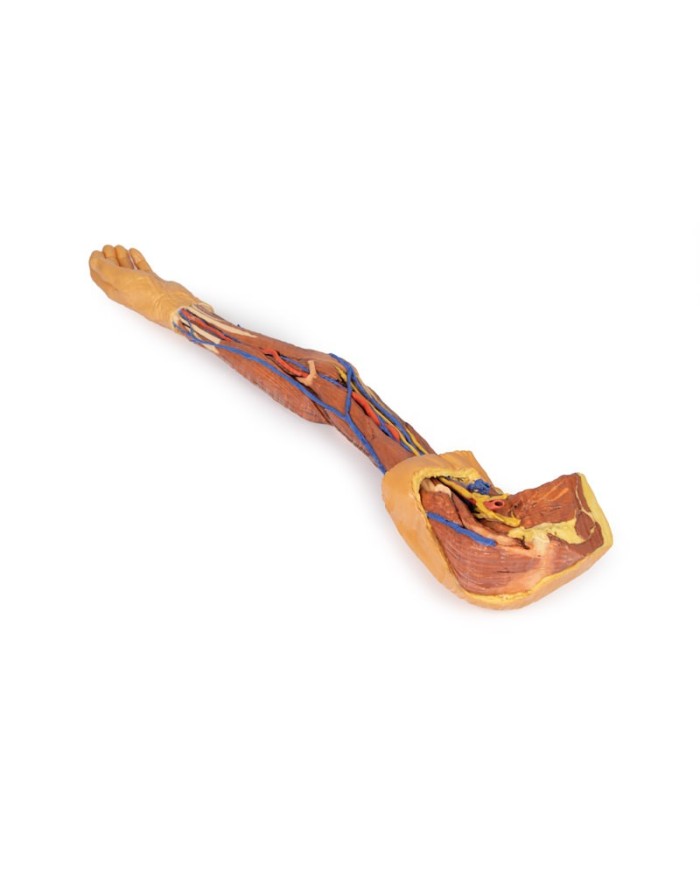 Dissezione dell arto superiore Erler Zimmer 3D anatomy Series