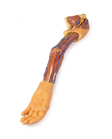 Dissezione dell arto superiore Erler Zimmer 3D anatomy Series