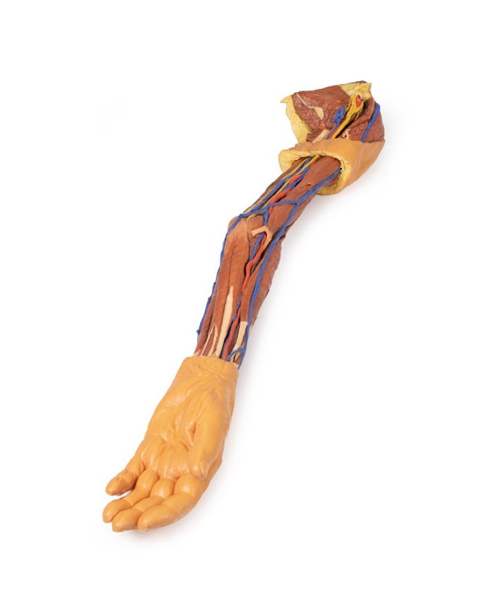 Dissezione dell arto superiore Erler Zimmer 3D anatomy Series