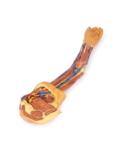 Dissezione dell arto superiore Erler Zimmer 3D anatomy Series