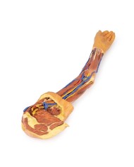 Dissezione dell arto superiore Erler Zimmer 3D anatomy Series