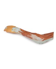 Dissezione dell'arto superiore, gomito, avambraccio e mano - Erler Zimmer 3D anatomy Series