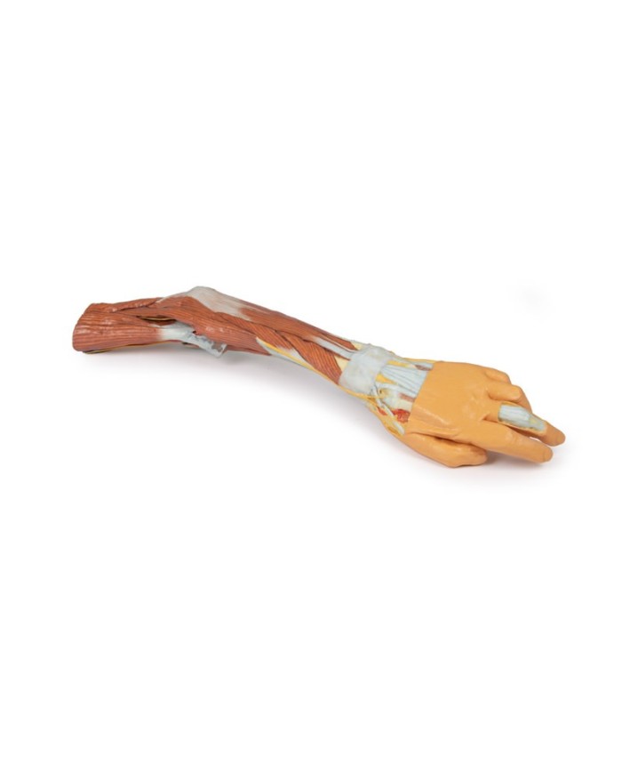 Dissezione dell'arto superiore, gomito, avambraccio e mano - Erler Zimmer 3D anatomy Series
