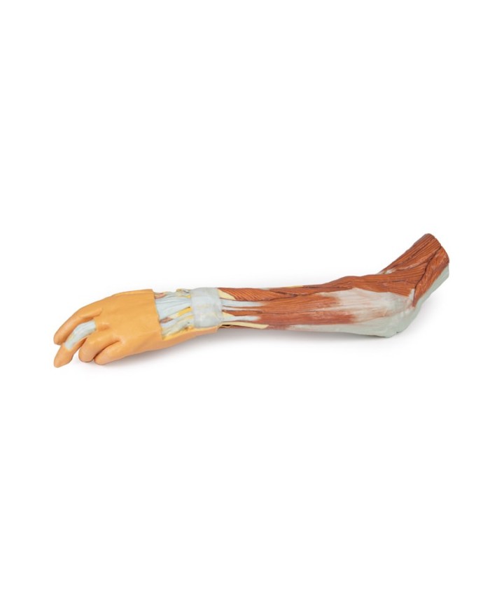 Dissezione dell'arto superiore, gomito, avambraccio e mano - Erler Zimmer 3D anatomy Series
