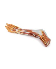 Dissezione dell'arto superiore, gomito, avambraccio e mano - Erler Zimmer 3D anatomy Series