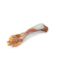 Dissezione dell'arto superiore, gomito, avambraccio e mano - Erler Zimmer 3D anatomy Series
