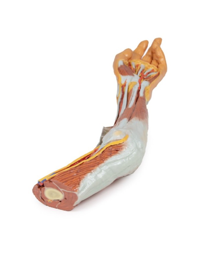 Dissezione dell'arto superiore, gomito, avambraccio e mano - Erler Zimmer 3D anatomy Series
