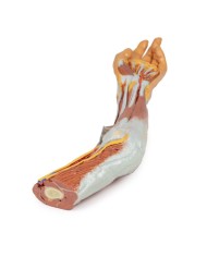 Dissezione dell'arto superiore, gomito, avambraccio e mano - Erler Zimmer 3D anatomy Series
