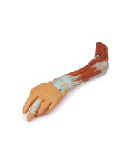 Dissezione dell'arto superiore, gomito, avambraccio e mano - Erler Zimmer 3D anatomy Series