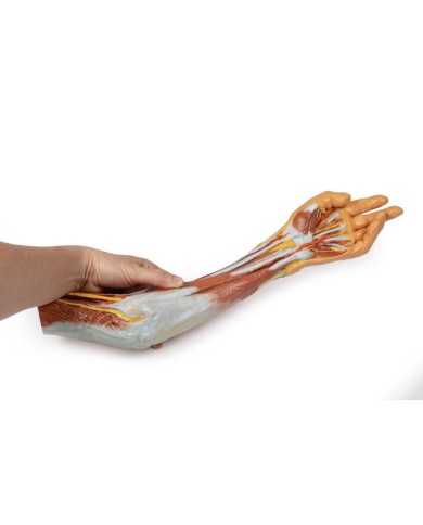 Dissezione dell'arto superiore, gomito, avambraccio e mano - Erler Zimmer 3D anatomy Series Dissezione dell'arto superiore, gomito, avambraccio e mano - Erler Zimmer 3D anatomy Series