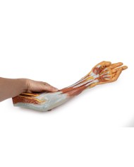 Dissezione dell'arto superiore, gomito, avambraccio e mano - Erler Zimmer 3D anatomy Series