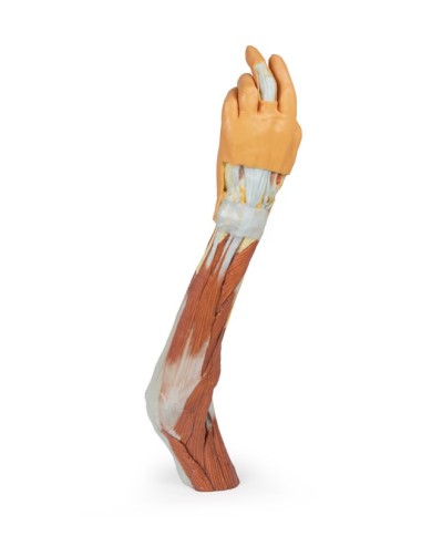 Dissezione dell'arto superiore, gomito, avambraccio e mano - Erler Zimmer 3D anatomy Series Dissezione dell'arto superiore, gomito, avambraccio e mano - Erler Zimmer 3D anatomy Series