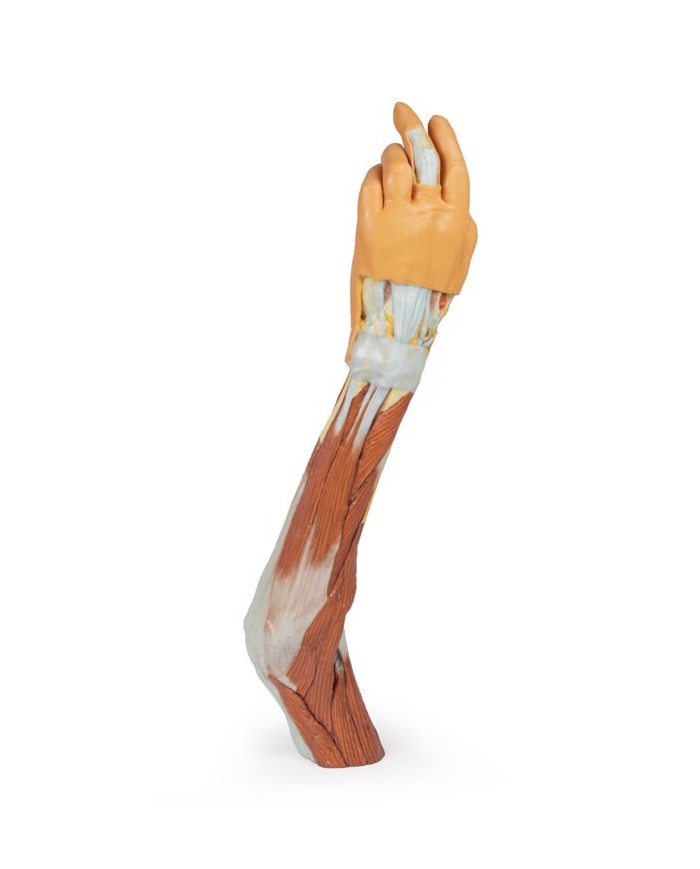 Dissezione dell'arto superiore, gomito, avambraccio e mano - Erler Zimmer 3D anatomy Series