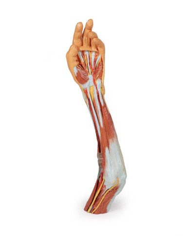 Dissezione dell'arto superiore, gomito, avambraccio e mano - Erler Zimmer 3D anatomy Series Dissezione dell'arto superiore, gomito, avambraccio e mano - Erler Zimmer 3D anatomy Series