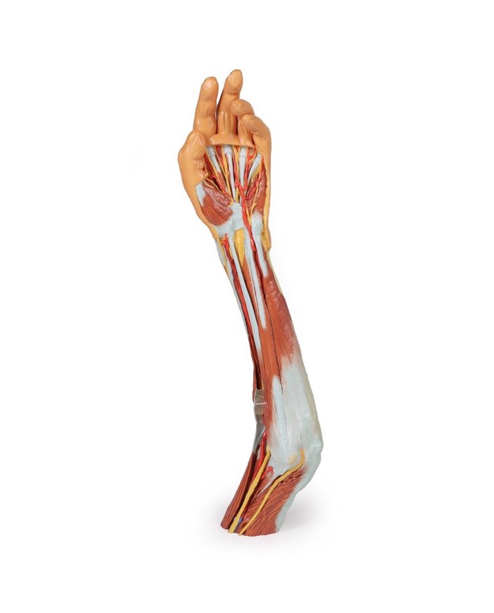 Dissezione dell'arto superiore, gomito, avambraccio e mano - Erler Zimmer 3D anatomy Series