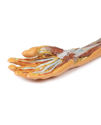 Dissezione superficiale e profonda di avambraccio e mano Erler Zimmer 3D