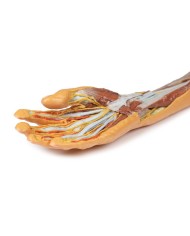 Dissezione superficiale e profonda di avambraccio e mano Erler Zimmer 3D