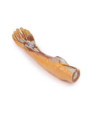 Dissezione superficiale e profonda di avambraccio e mano Erler Zimmer 3D