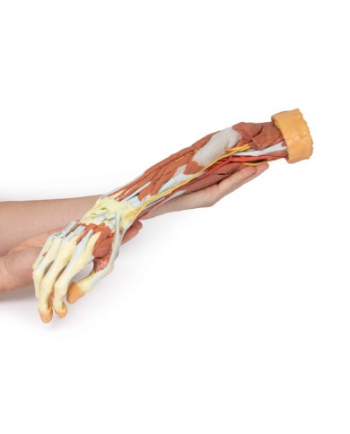 Dissezione profonda dell'arto superiore e della mano - Erler Zimmer 3D anatomy Series