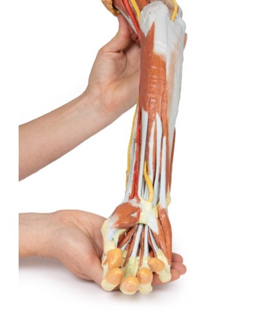 Dissezione profonda dell'arto superiore e della mano - Erler Zimmer 3D anatomy Series