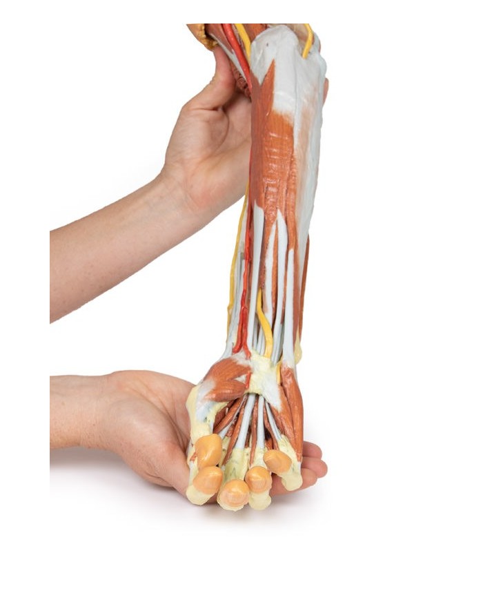 Dissezione profonda dell'arto superiore e della mano - Erler Zimmer 3D anatomy Series