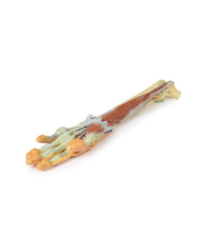 Dissezione profonda dellavambraccio e della mano Erler Zimmer 3D anatomy