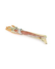 Dissezione profonda dellavambraccio e della mano Erler Zimmer 3D anatomy