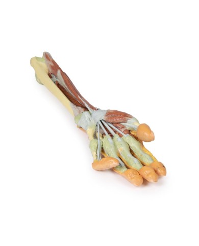 Dissezione profonda dellavambraccio e della mano Erler Zimmer 3D anatomy