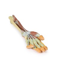 Dissezione profonda dellavambraccio e della mano Erler Zimmer 3D anatomy