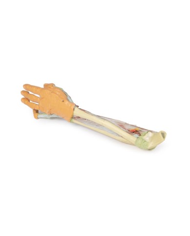 Dissezione profonda dellavambraccio e della mano Erler Zimmer 3D anatomy