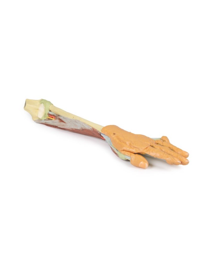 Dissezione profonda dellavambraccio e della mano Erler Zimmer 3D anatomy