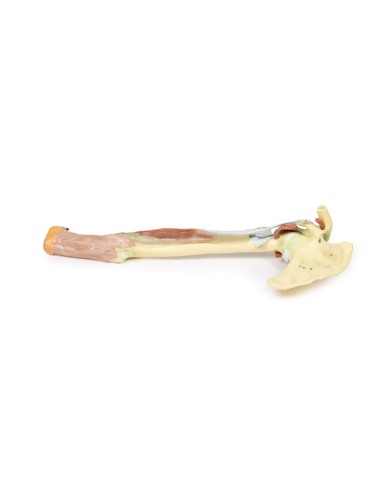 Dissezione dell'arto superiore - Bicipiti, ossa e legamenti - Erler Zimmer 3D anatomy Series