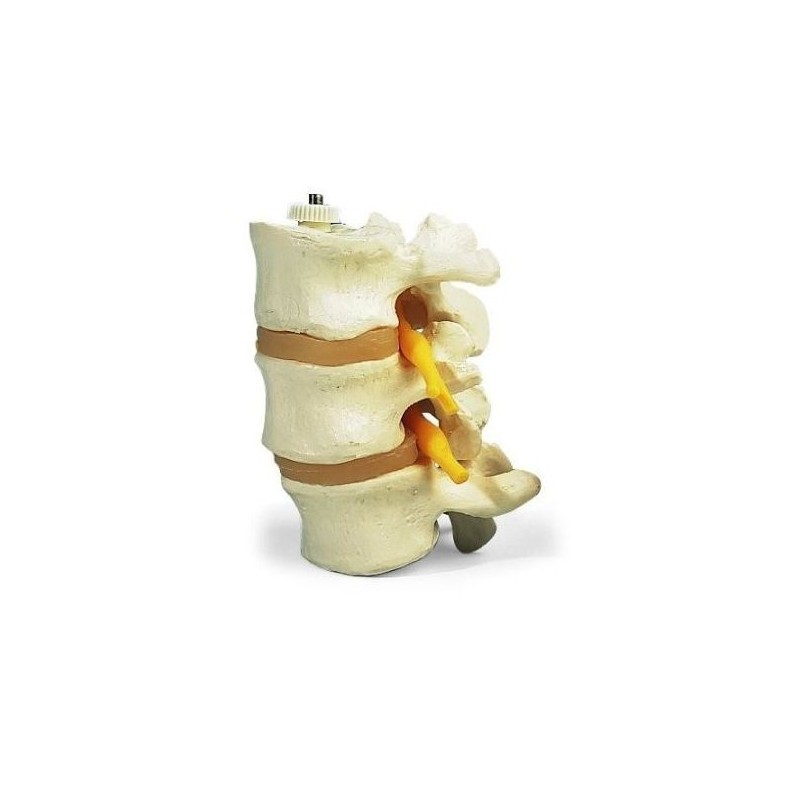3 vertebre lombari, 3B Scientific, montaggio elastico A76/8